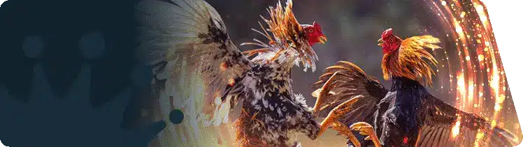 ကြက်တိုက်ဂိမ်း